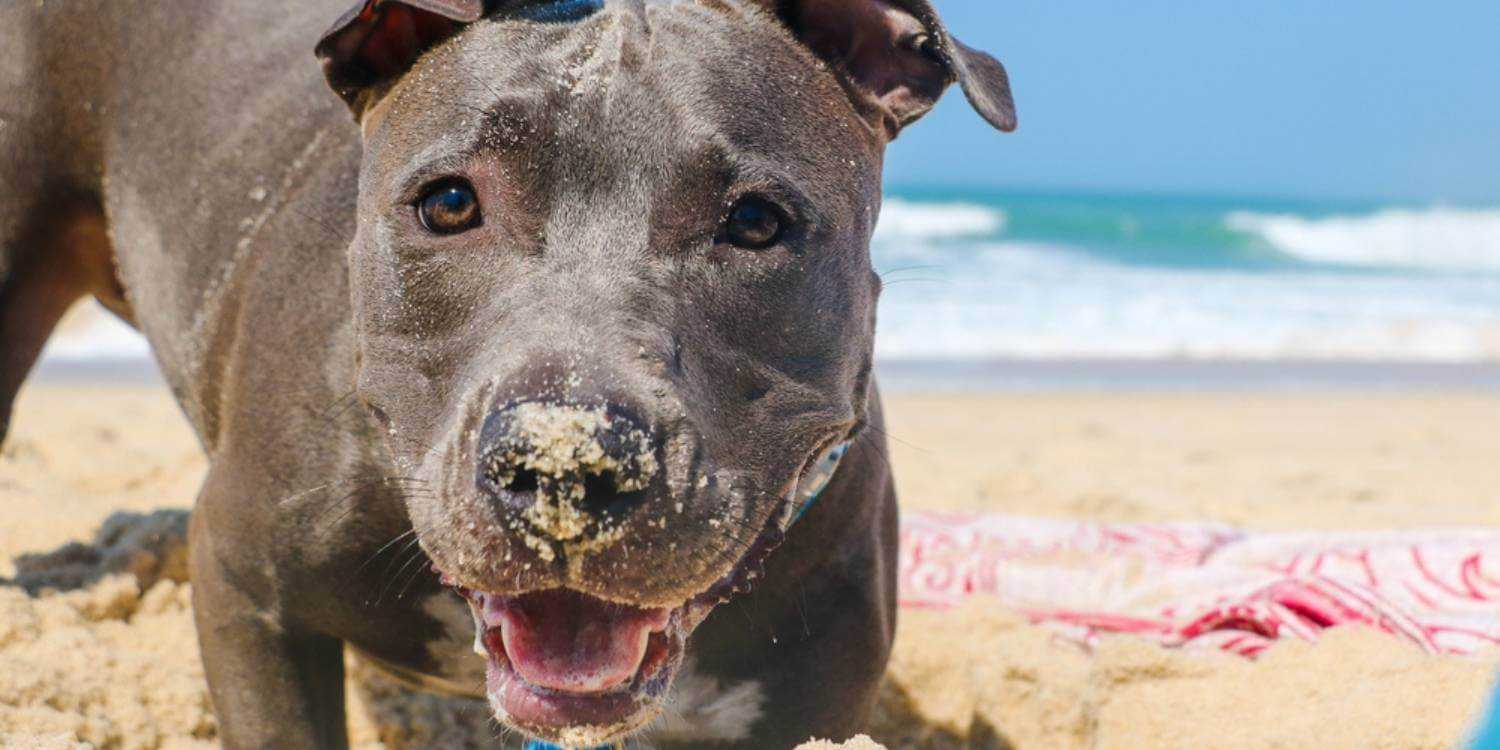 We've got your list of the top dog, cat, and animal rescues and shelters in Virginia Beach, VA!