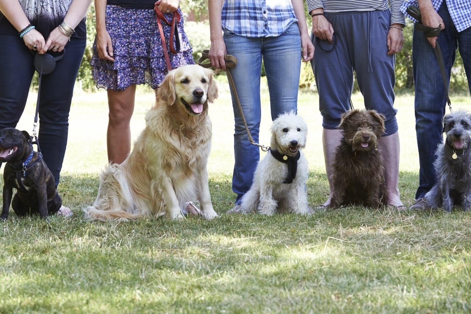 Group of good dogs with owners