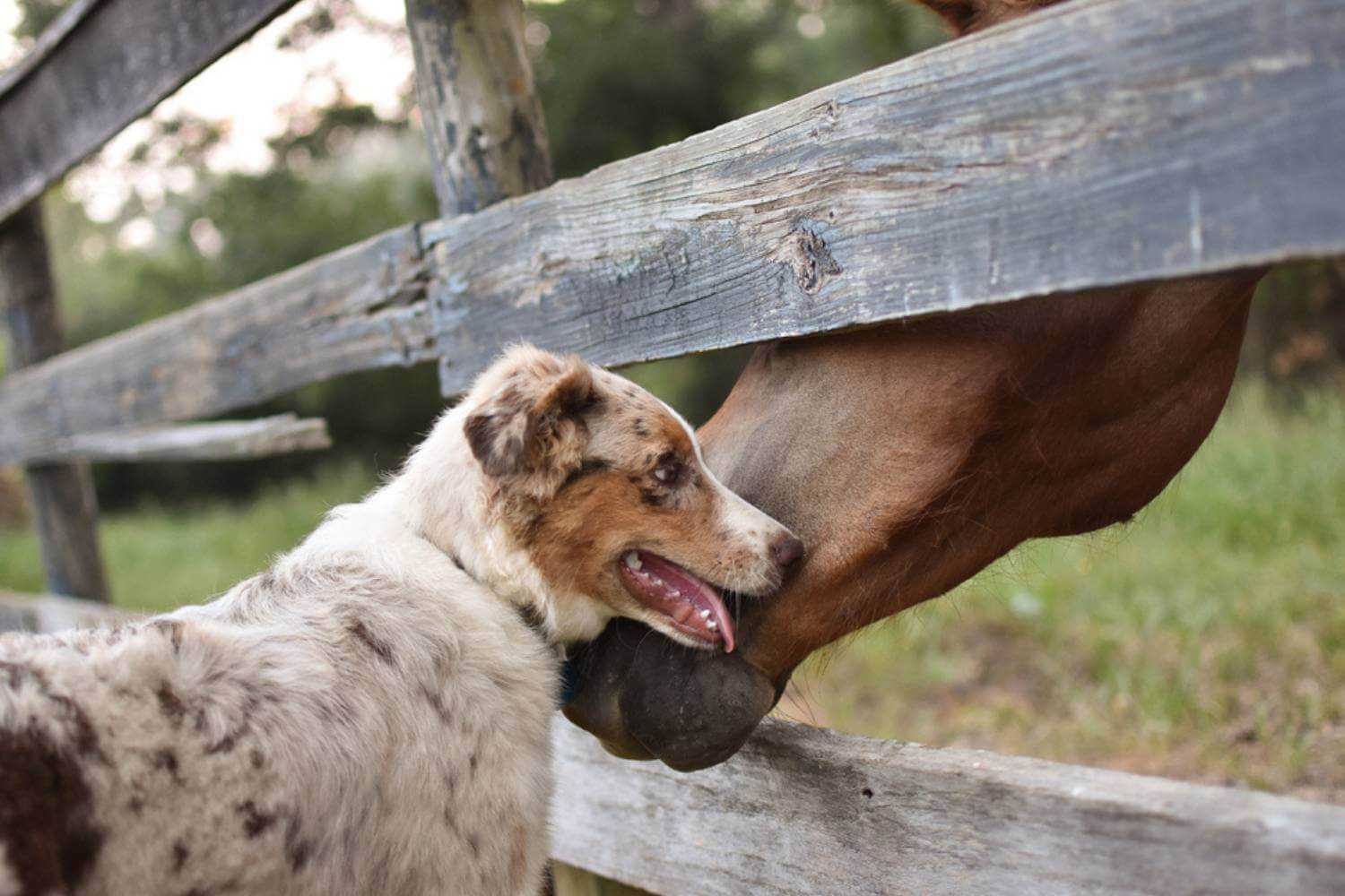 Lexington KY Dog Making Friend with Horse