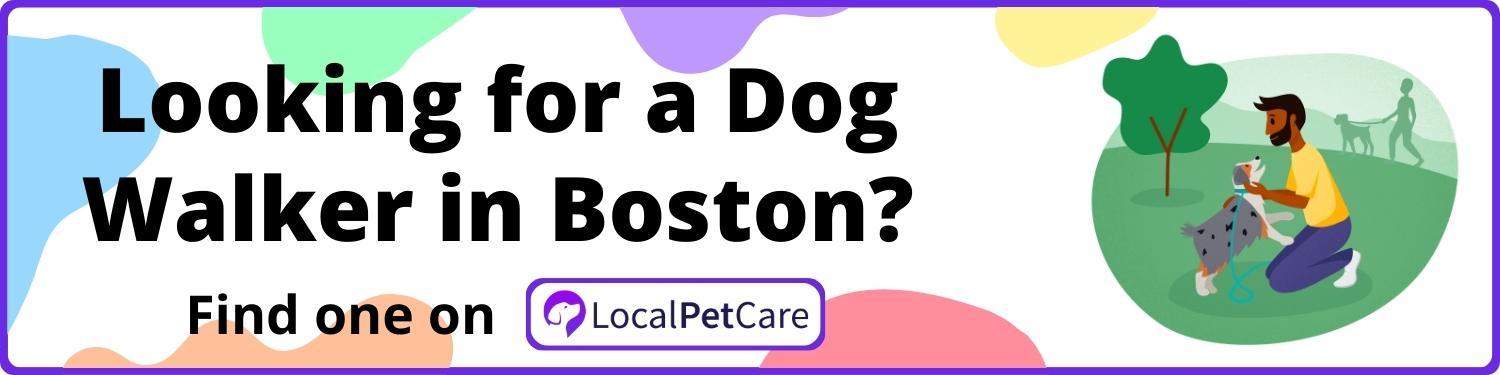 Looking For A Dog Walker in Boston