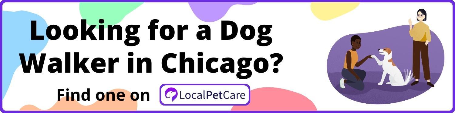 Looking For A Dog Walker in Chicago