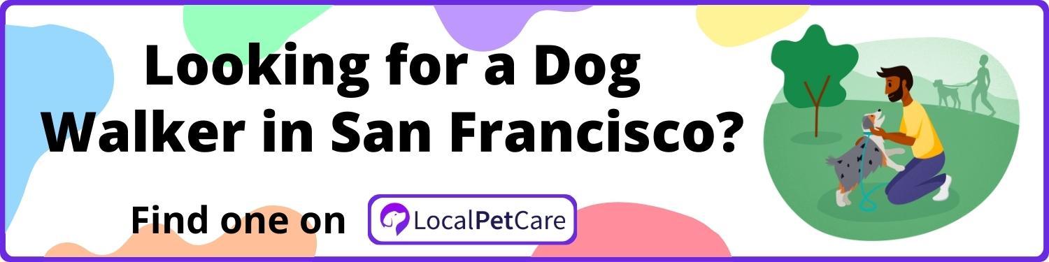 Looking For A Dog Walker in San Francisco