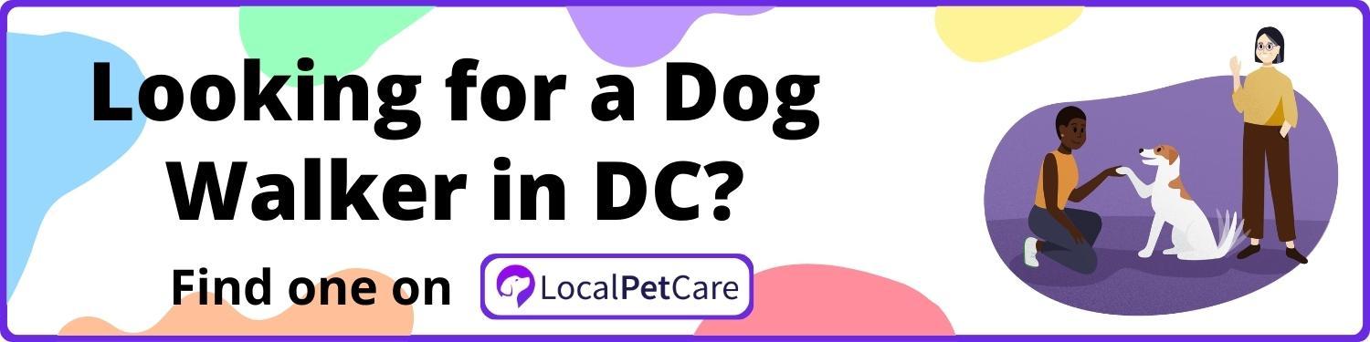 Looking For A Dog Walker in Washington DC