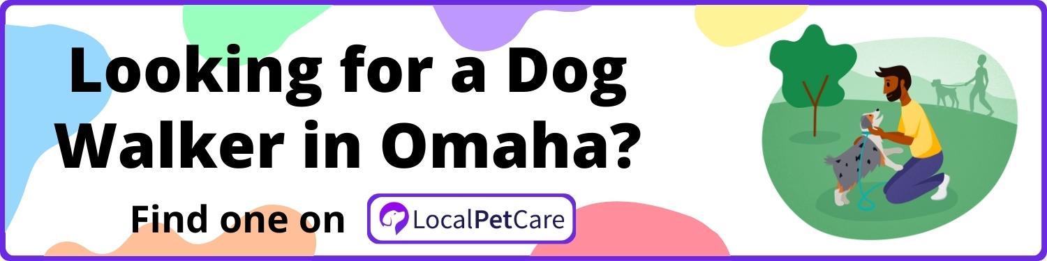 Looking for a Dog Walker in Omaha NE