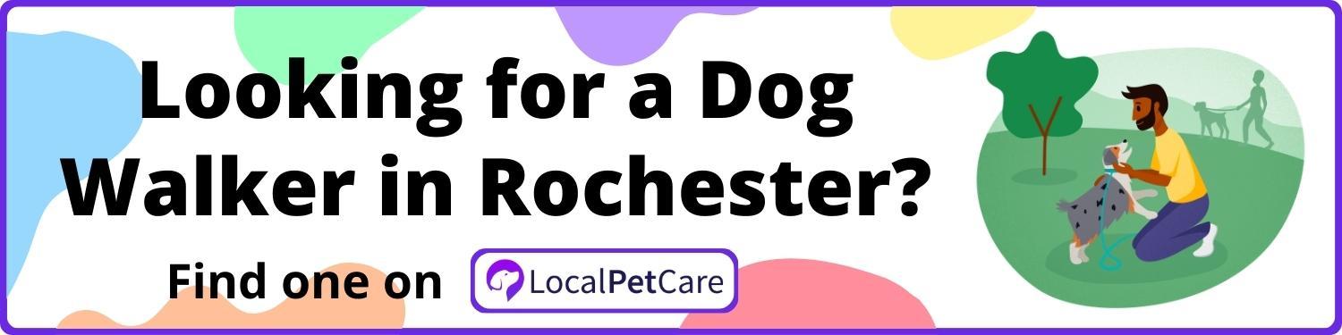 Looking for a Dog Walker in Rochester