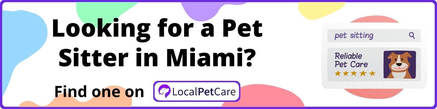 Looking for a Pet Sitter in Miami