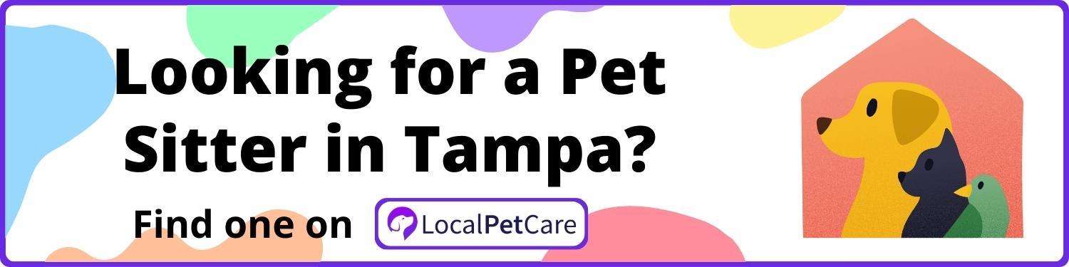 Looking for a Pet Sitter in Tampa