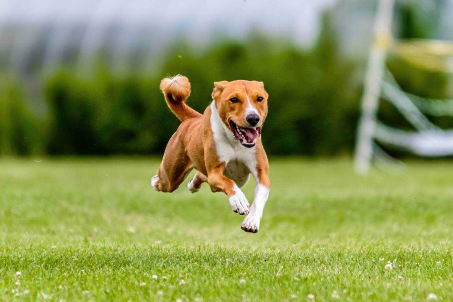 Louisville Dog Running in Field