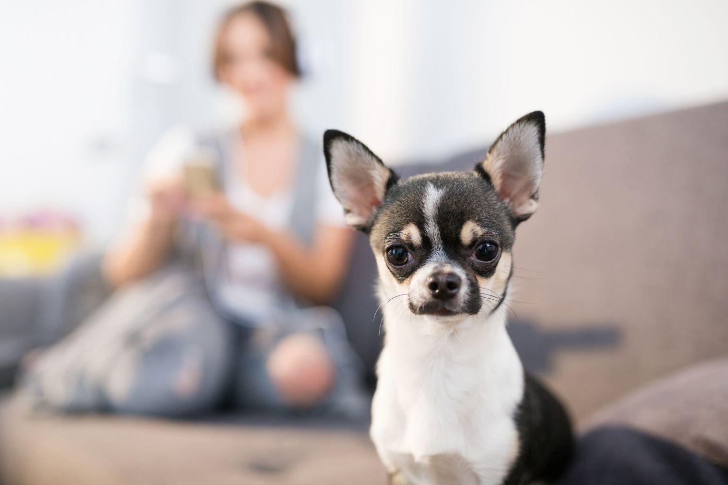 Loyal Dog Breeds - Chihuahua