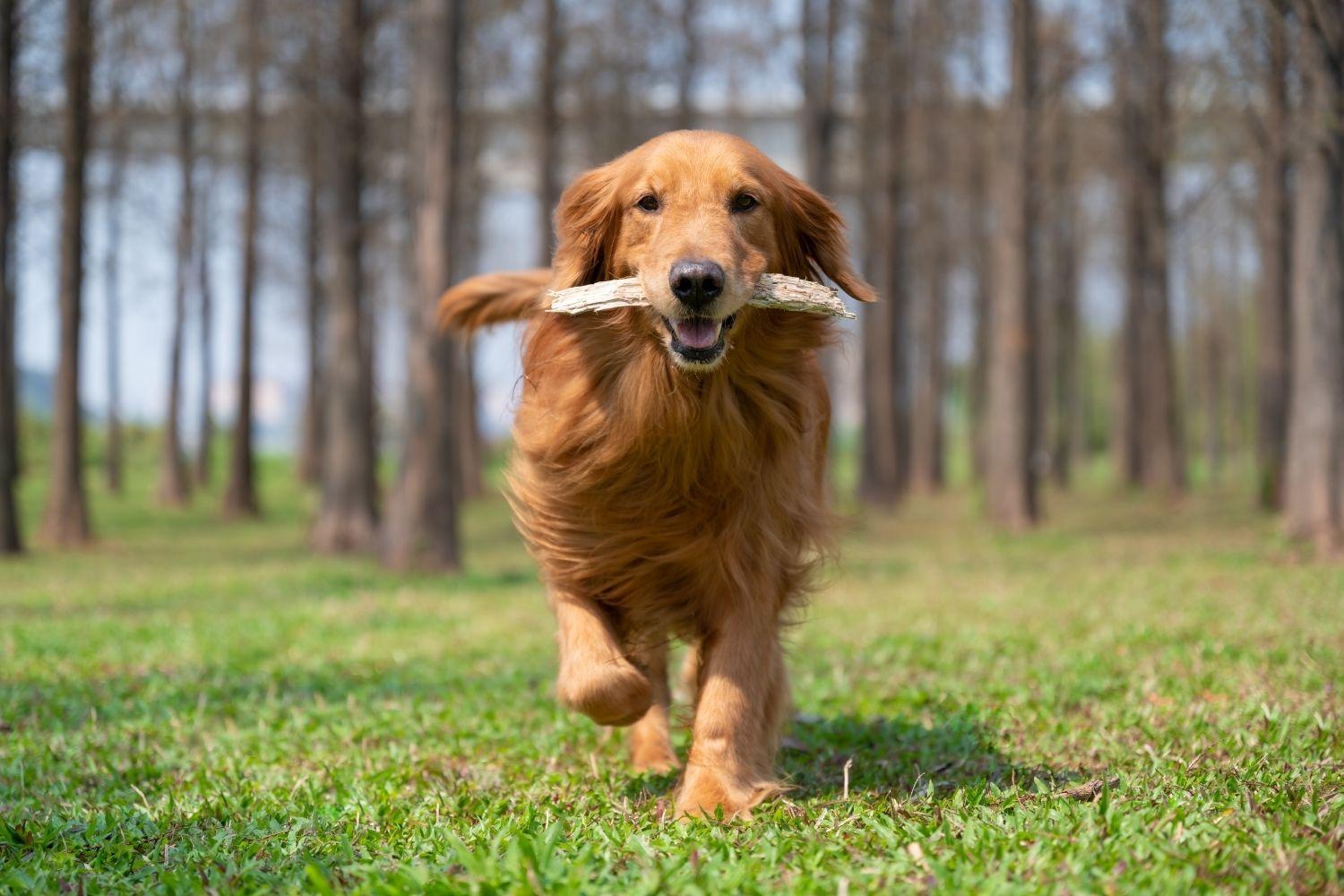 Loyal Dog Breeds - Golden Retriever