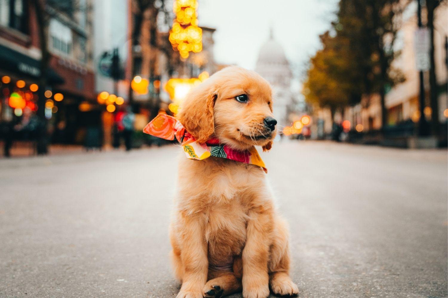 Madison Pup
