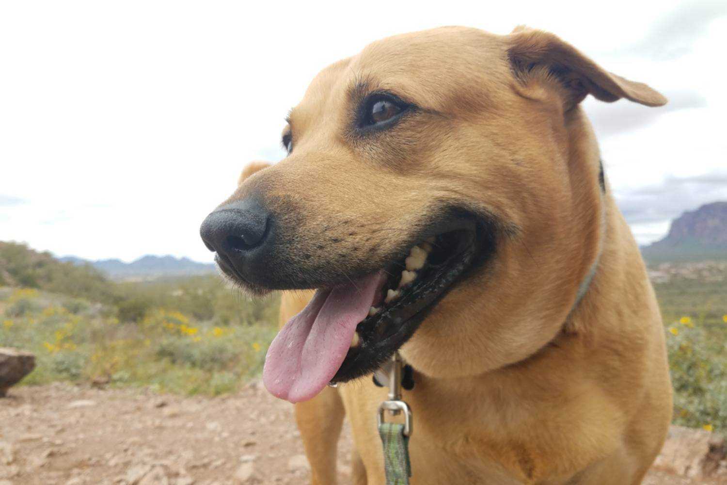 Mesa AZ Dog Smiling on Trail