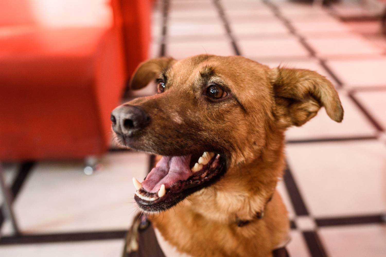 Mesa AZ Dog Smiling