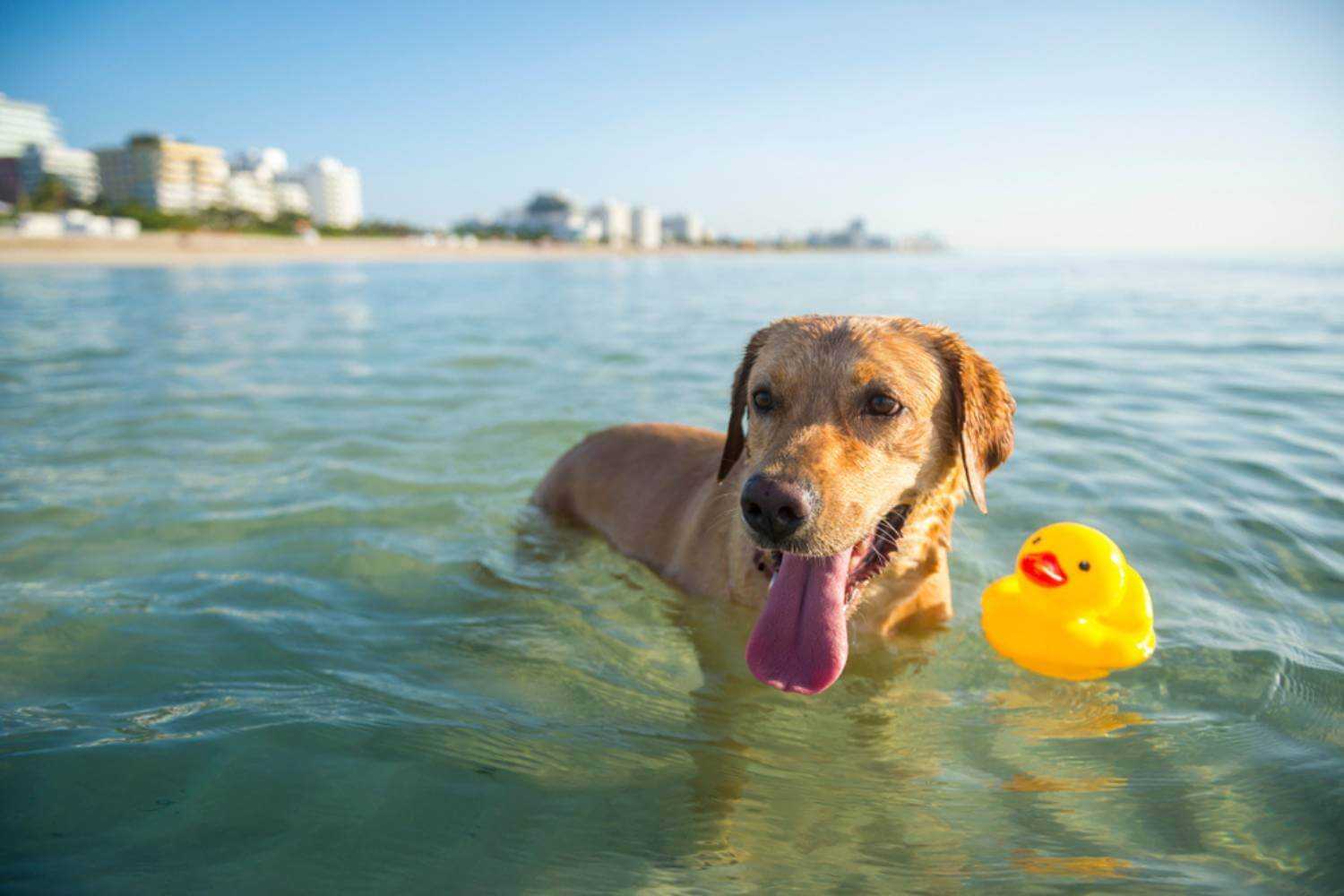 Miami FL Dog in Water