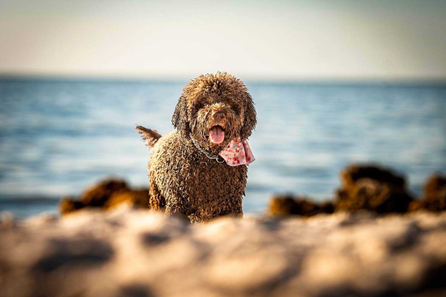 Miami FL Dog on Beach