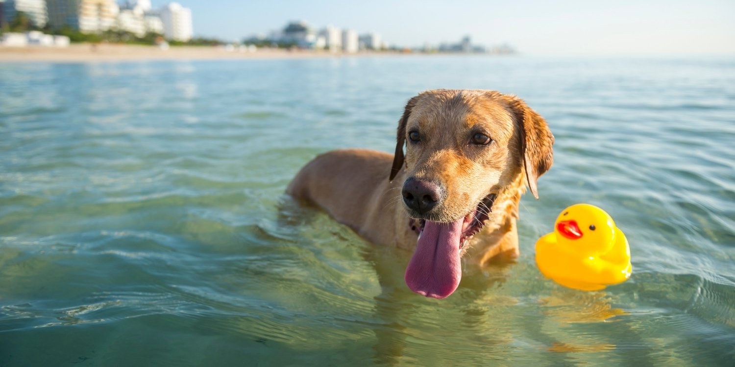 Dog Beach Miami