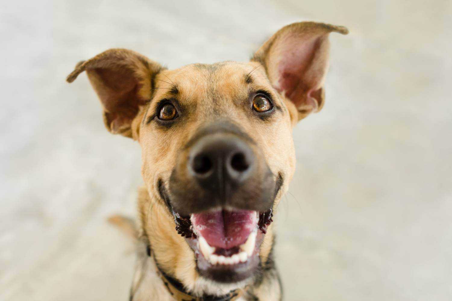 Milwaukee Dog Smiling