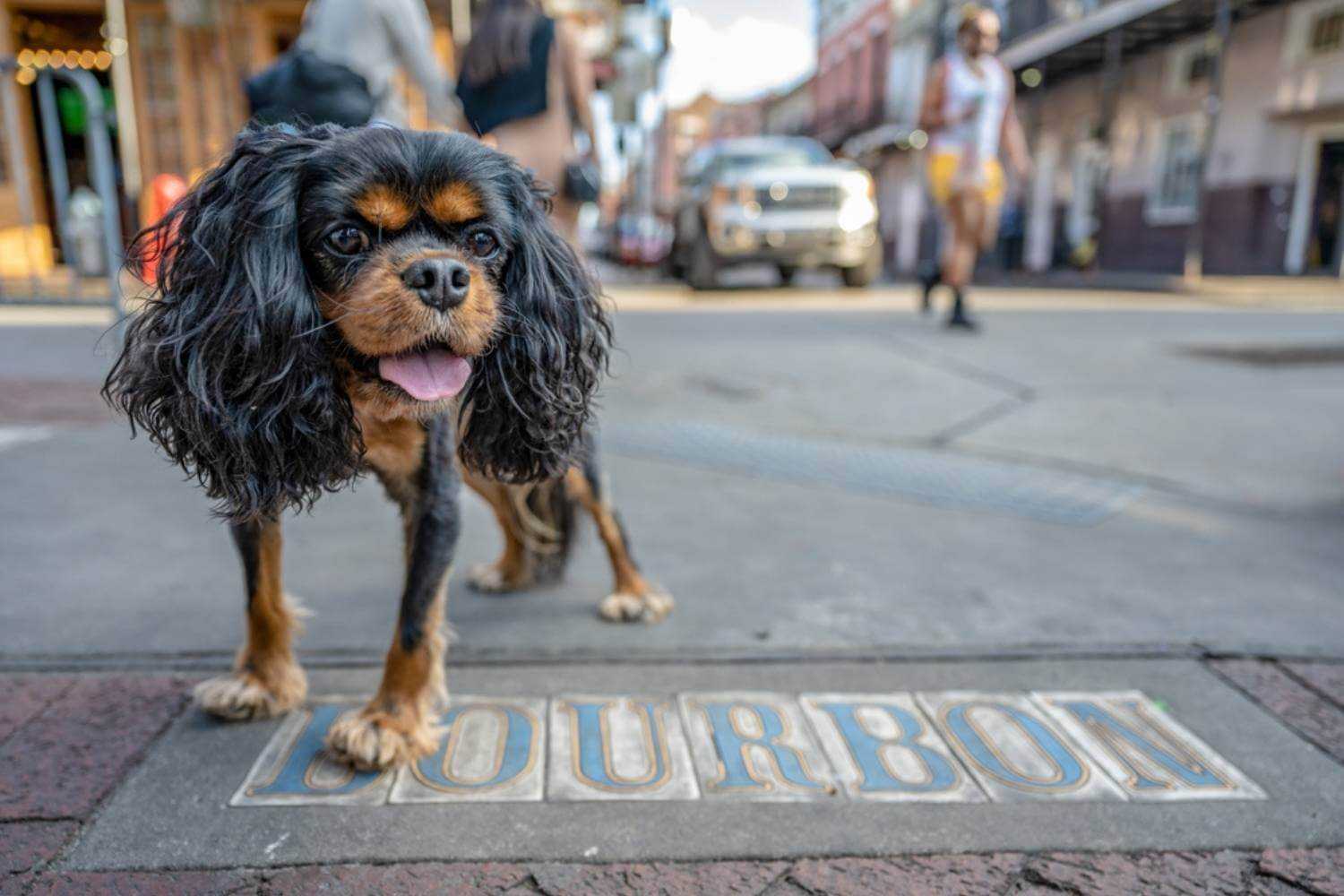 New Orleans Dog on Bourbon Street