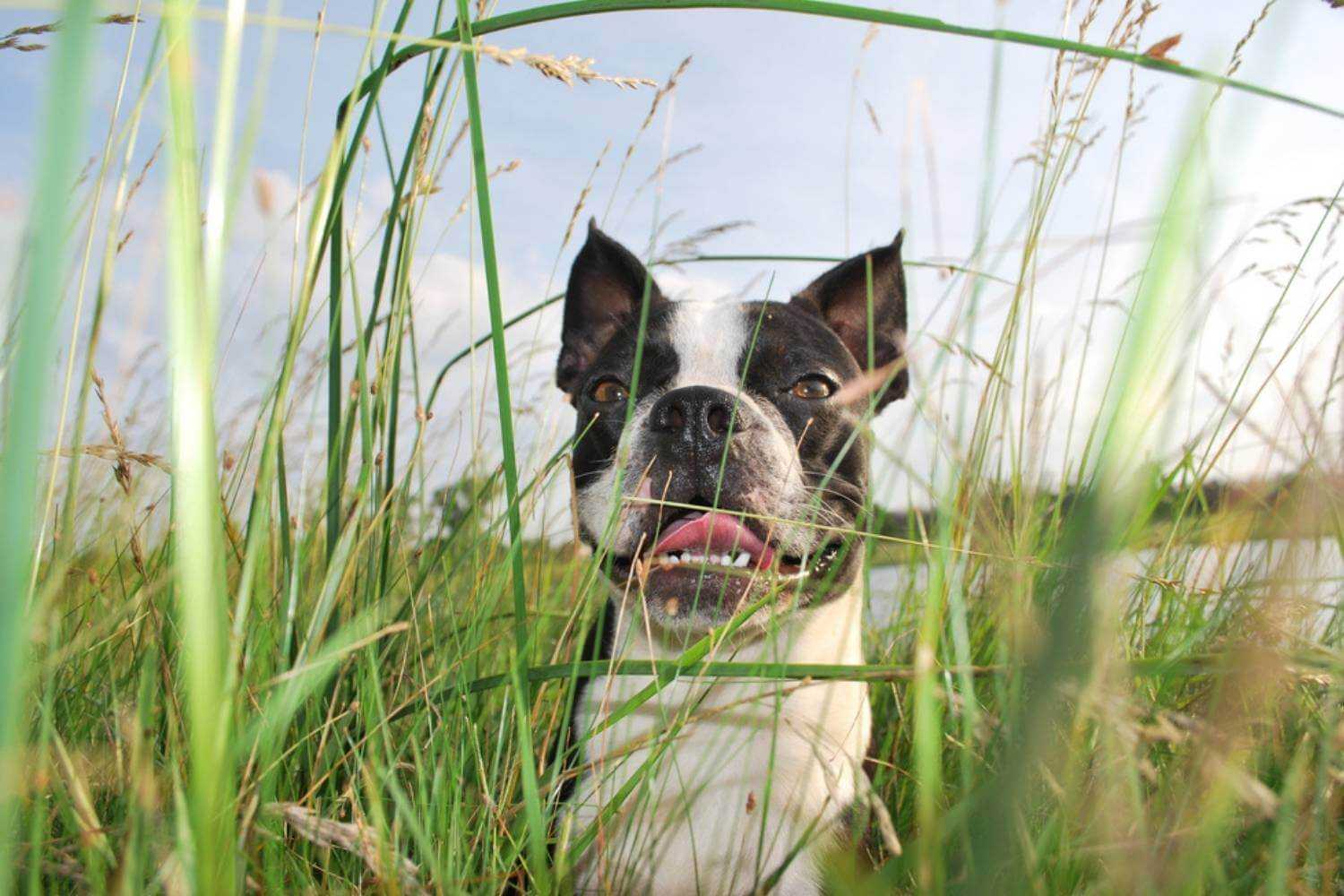 Oklahoma City Dog in Tall Grass