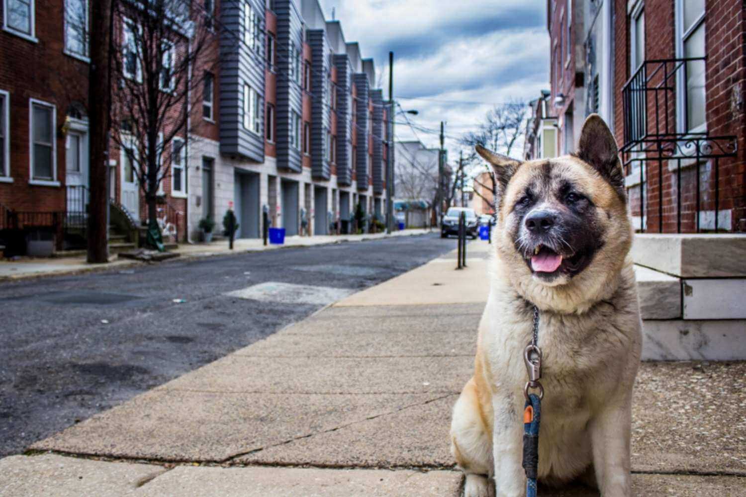 Philadelphia Dog on Sidewalk