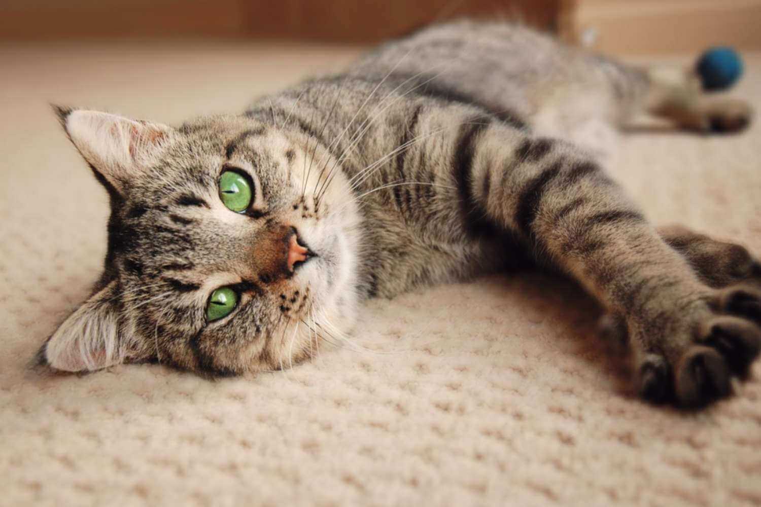 Phoenix Cat Laying on Carpet