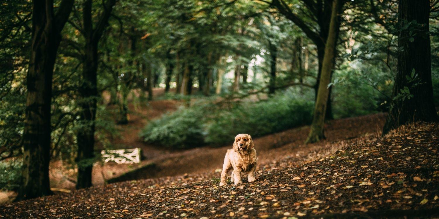 Local Pet Care's list of the absolute best parks, dog parks, walking trails, dog-friendly hikes, and off-leash areas in Portland, OR - updated for 2023!