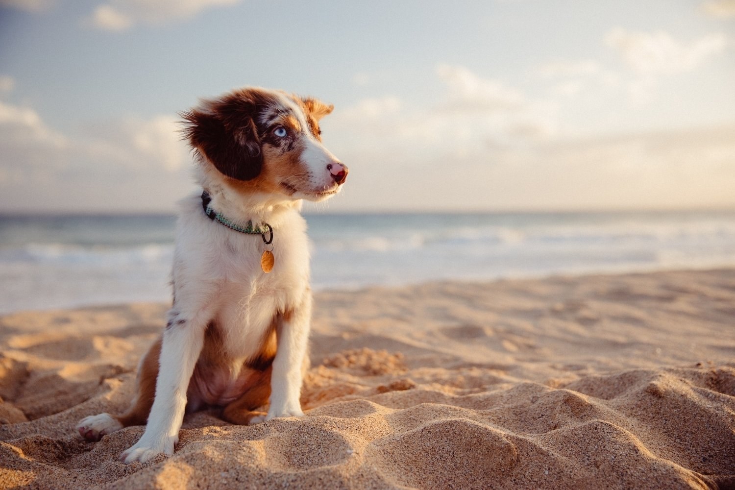 Puppy at beach
