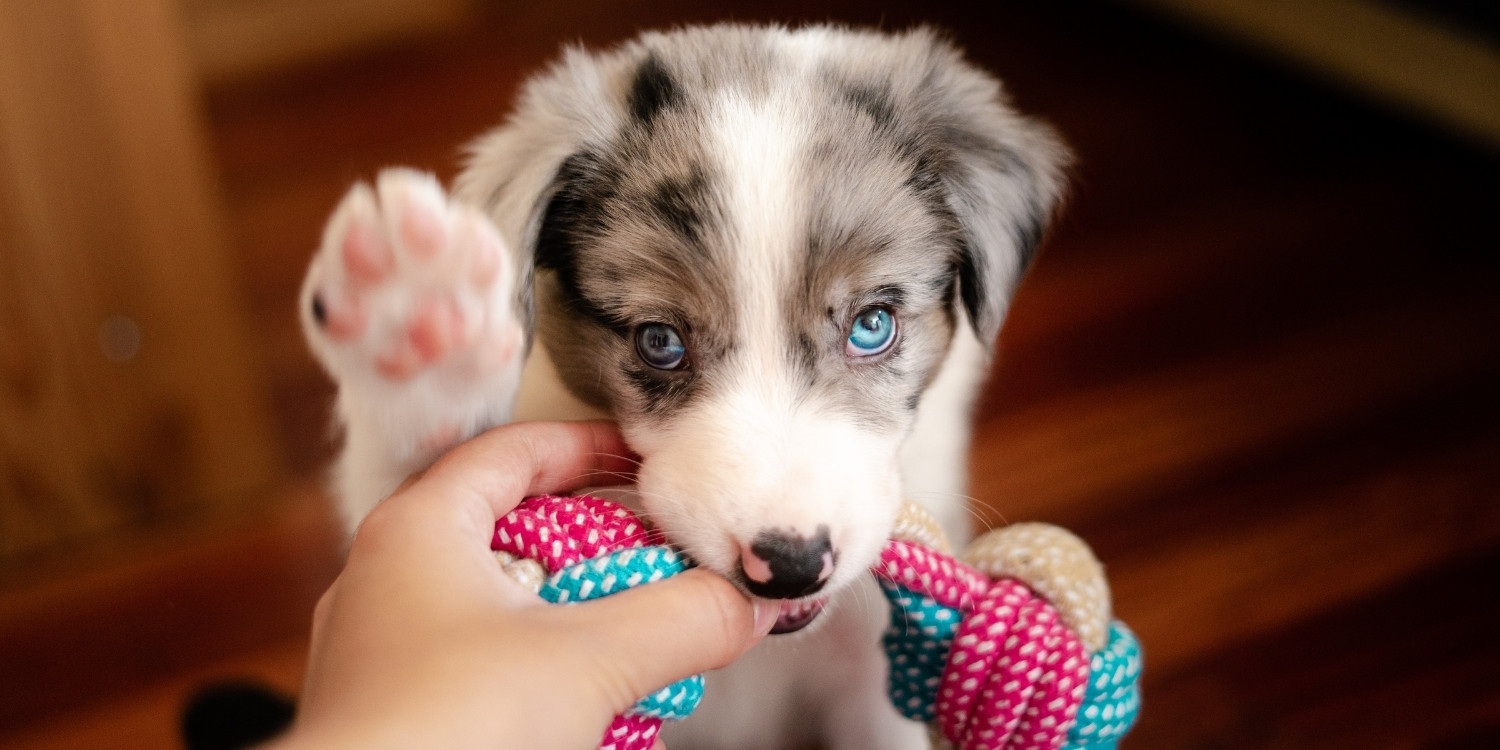An article created to help you find and hire the perfect puppy sitter. We go over where to look, what to look for, and how much to pay your new puppy sitter.