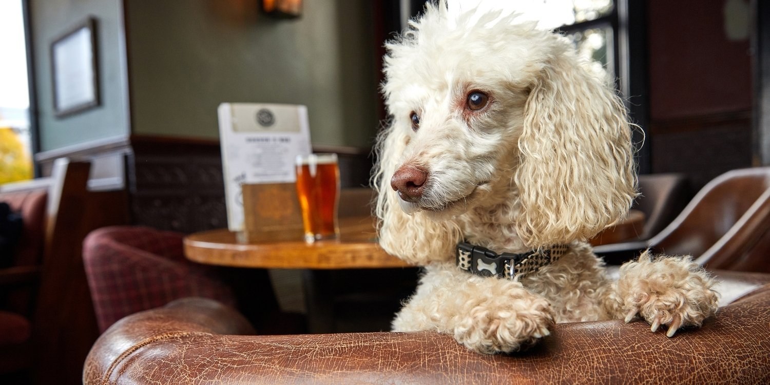 Poodle in bar
