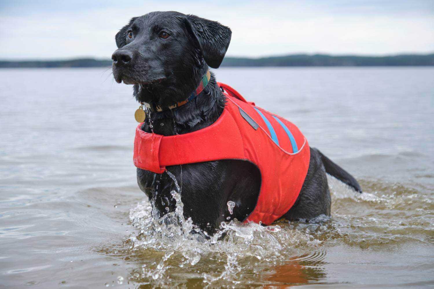 Raleigh NC Dog Swimming