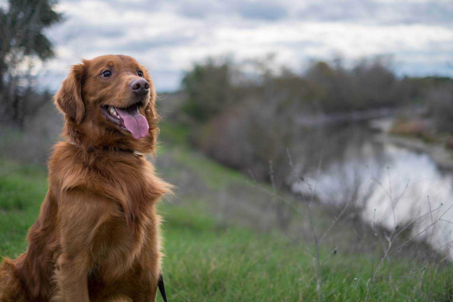 Sacramento Dog Smiling Near River