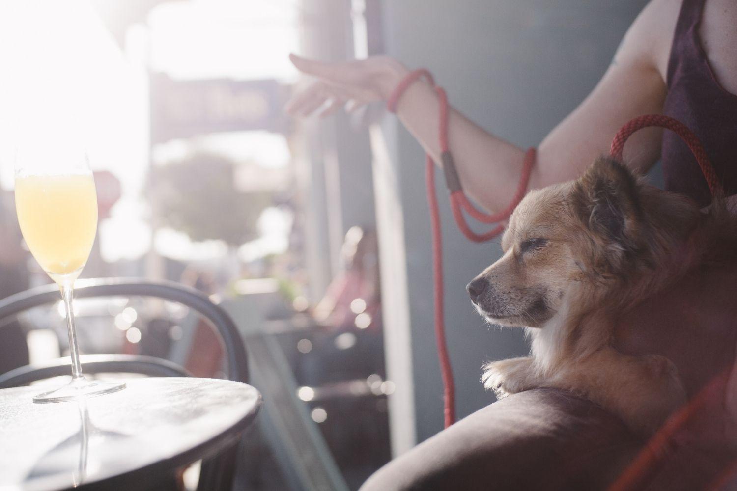 San Diego Dog-friendly restaurant dog on lap