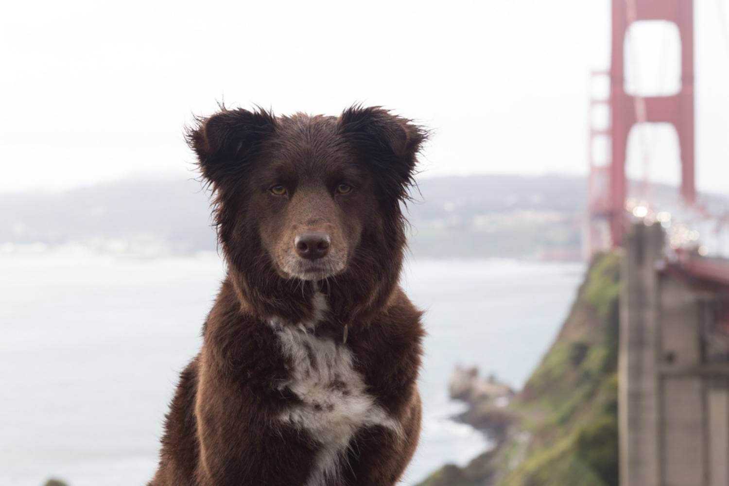 San Francisco Dog Near Bridge