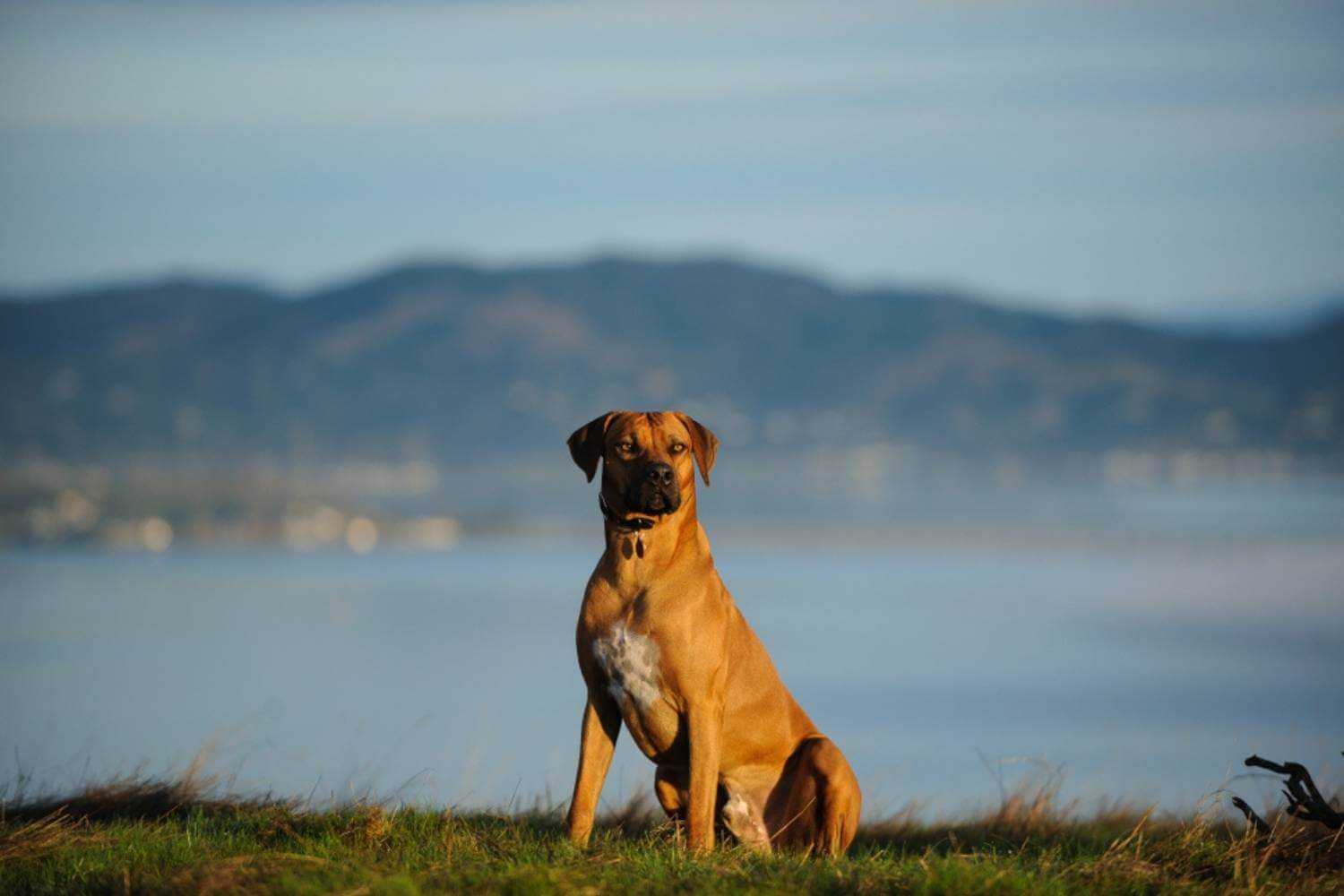 San Francisco Dog On Hill Near Water