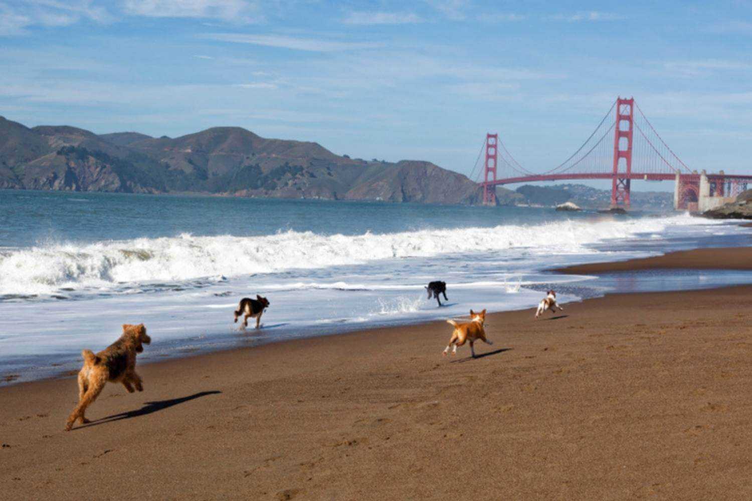 San Francisco Dogs Playing on Beach