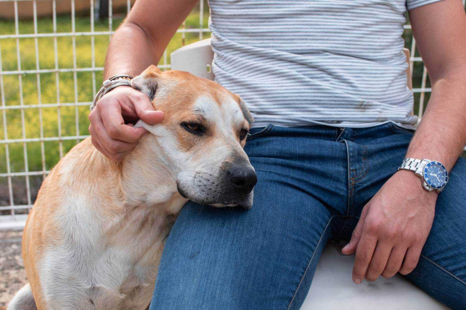 San Jose Dog Getting Love at Shelter
