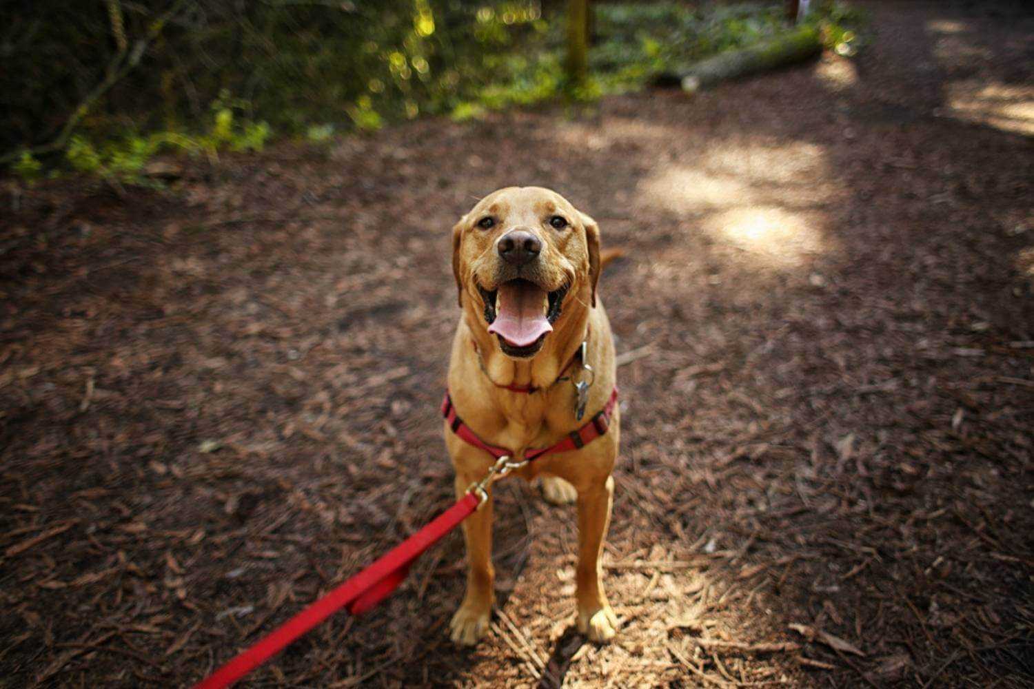 San Jose Dog On Hike after Adoption