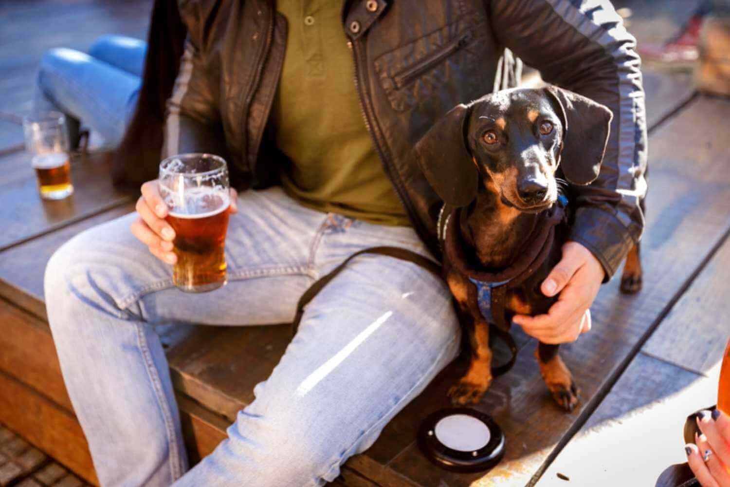 Scottsdale AZ Dog at Brewery