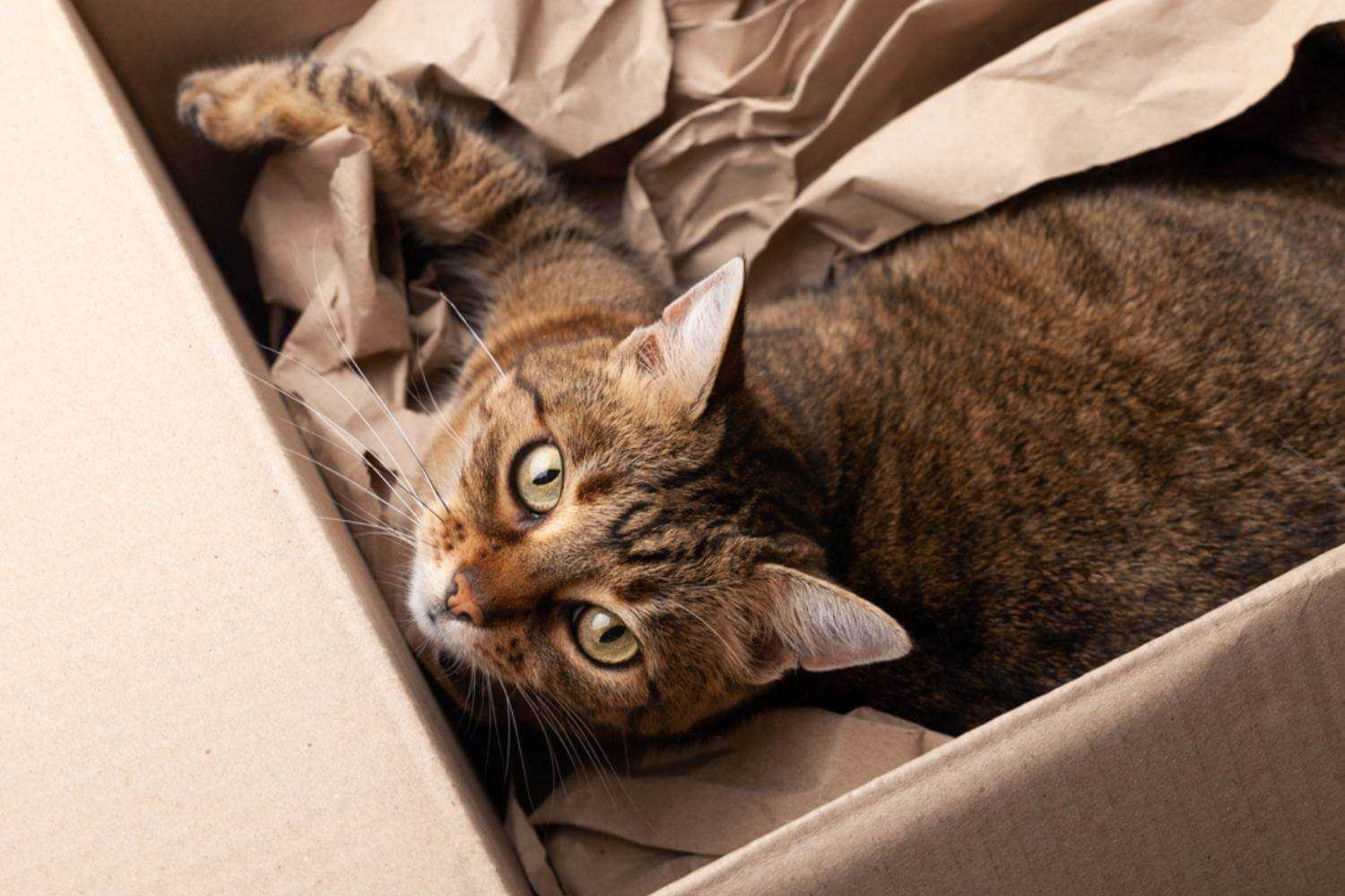 Seattle Cat Playing in Box