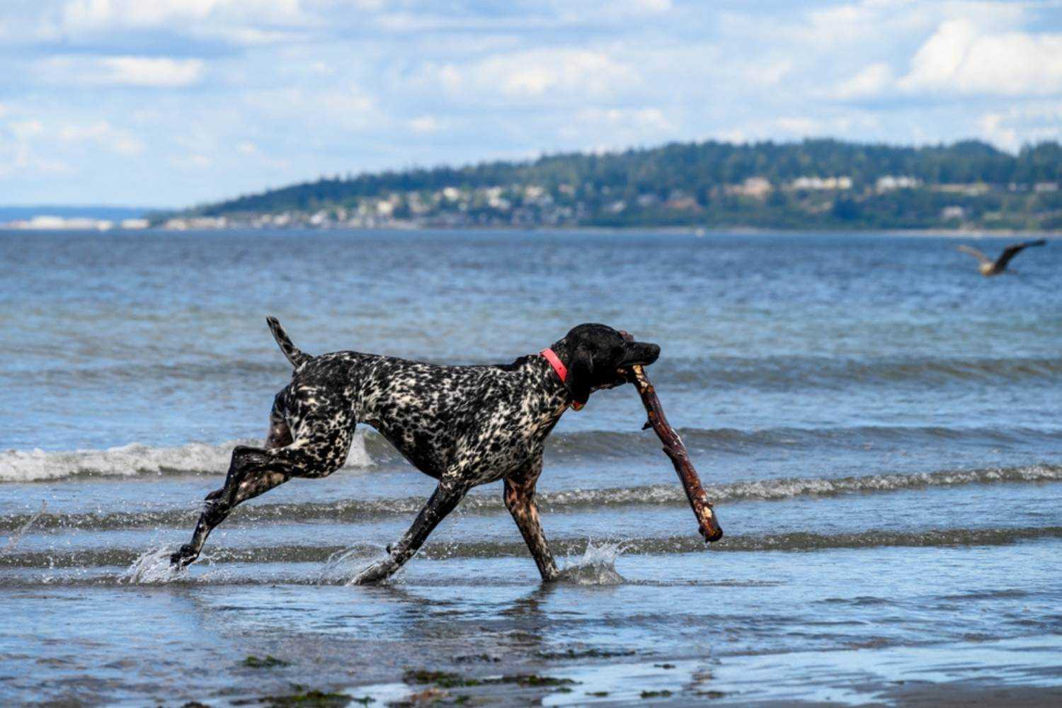 Seattle Dog Playing on Beach