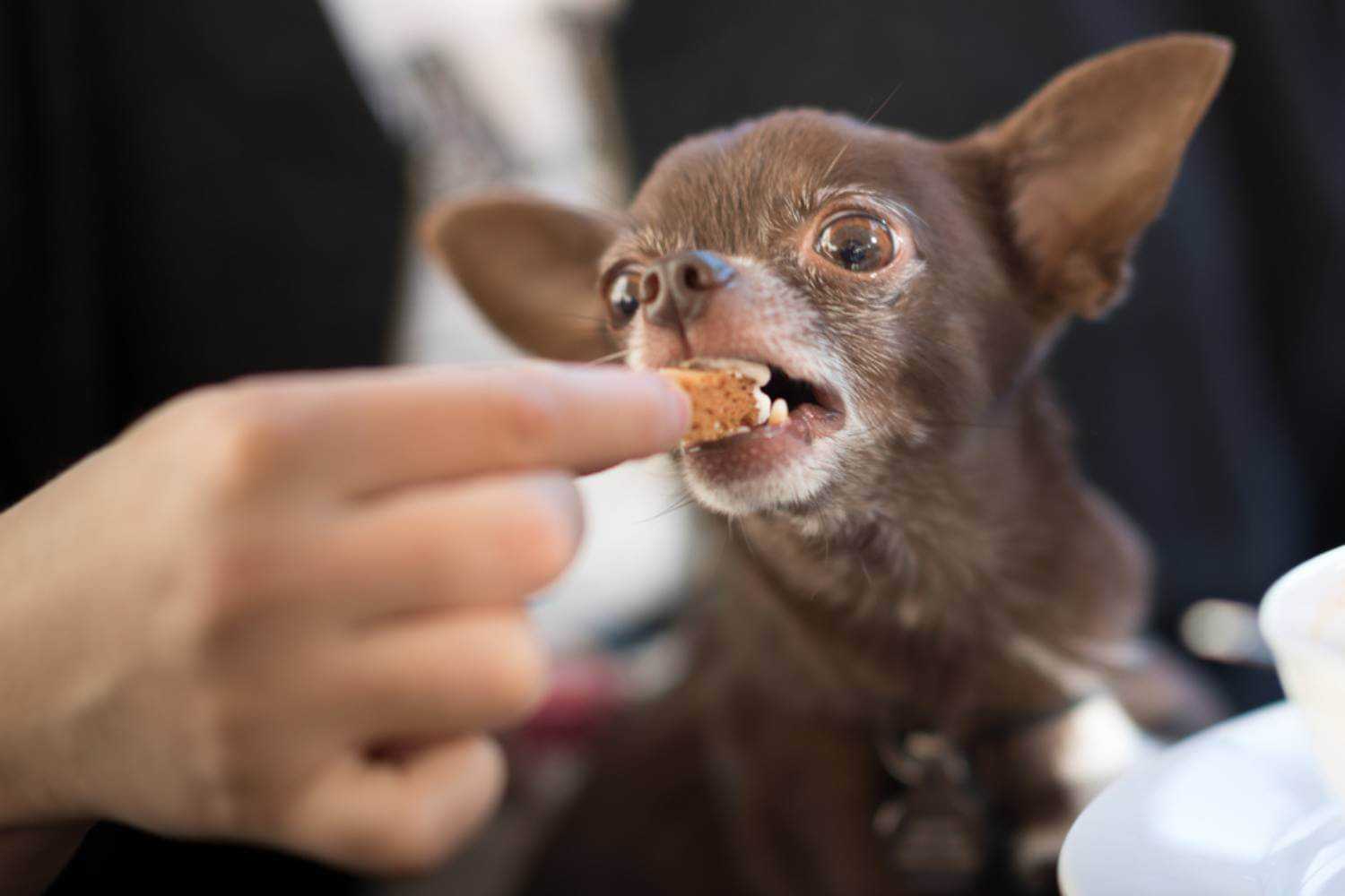 St. Paul MN Dog Eating Snacks
