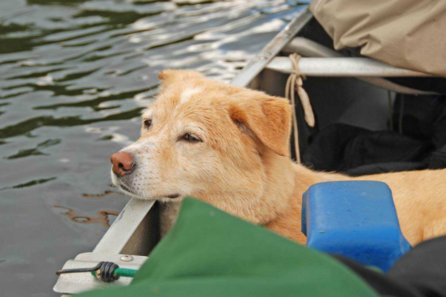 St. Paul MN Dog in Canoe
