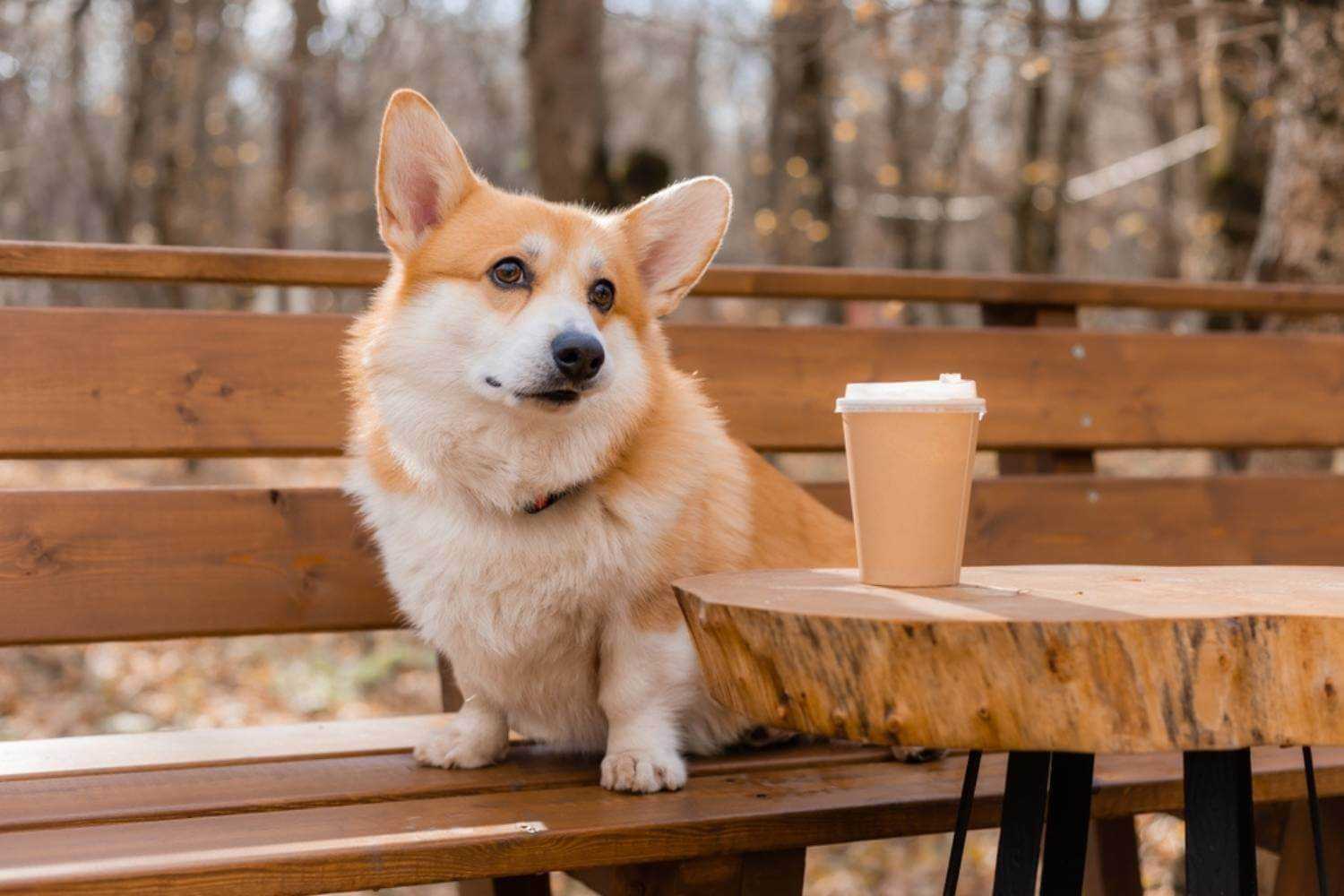 St. Paul MN Dog on Bench with Coffee