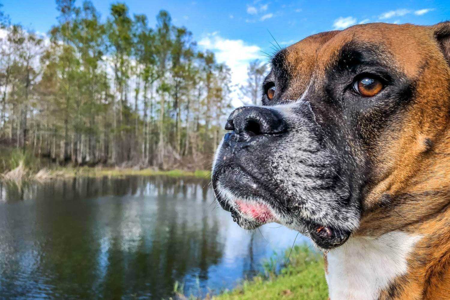 Tallahassee Dog Near Water