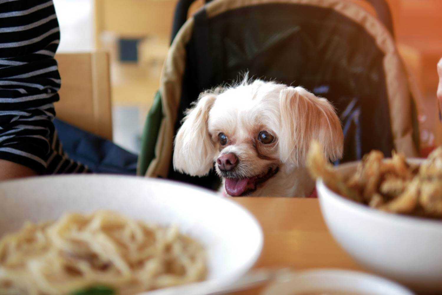 Tallahassee Dog Smiling at Table