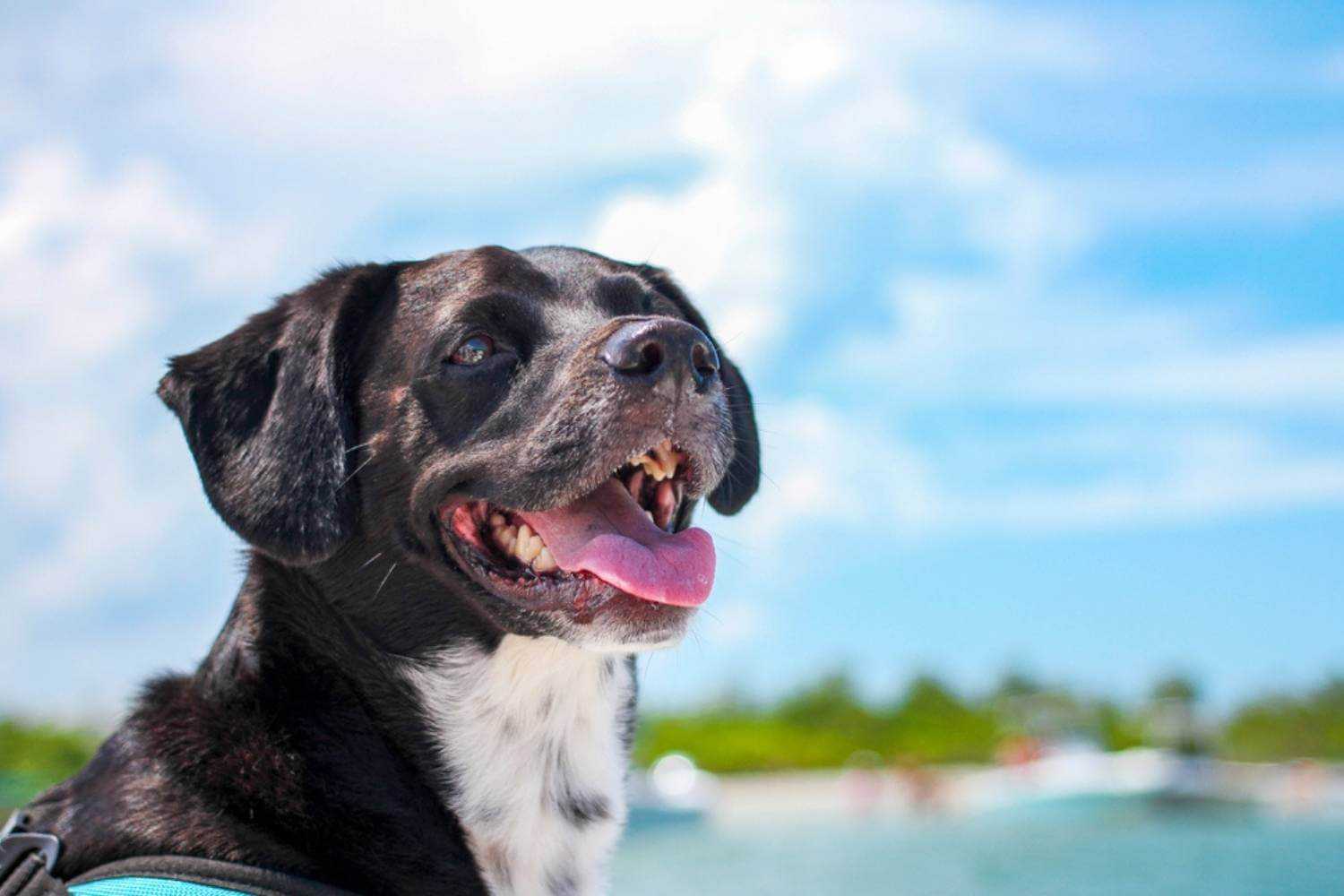 Tallahassee Dog Smiling