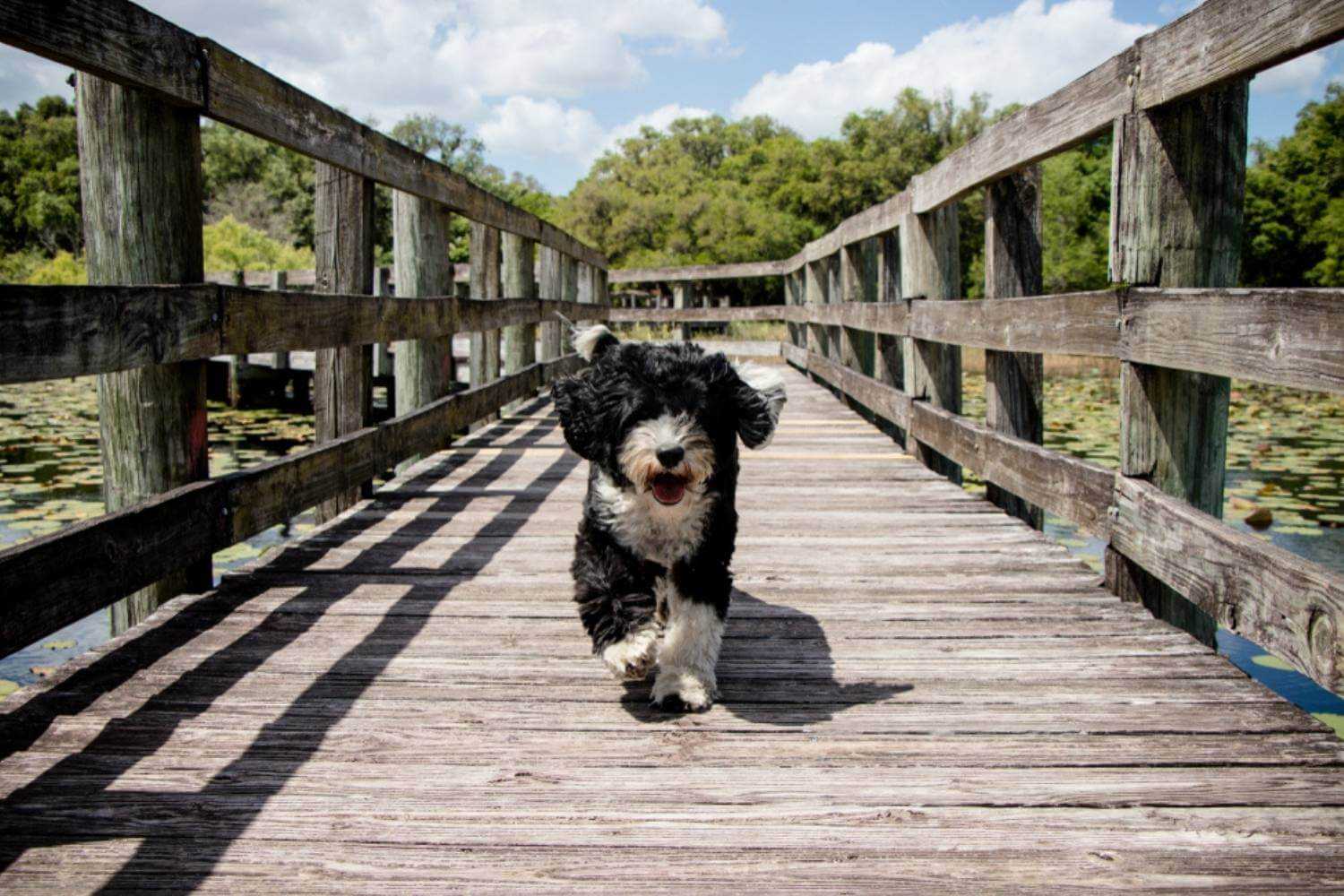 Tallahassee Dog on Boardwalk