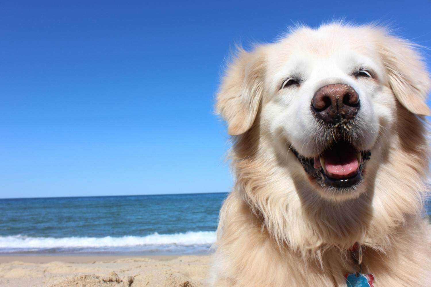 Tampa FL Dog Smiling on Beach