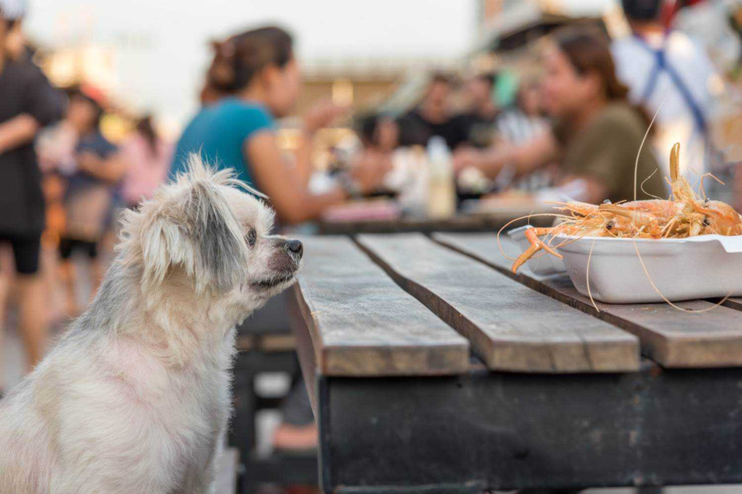 Virginia Beach Dog at Seafood Restuarant