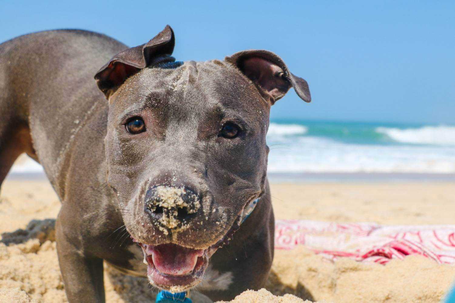Virginia Beach Dog with Sand on Nose